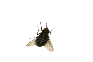 Macro shot of a dead fly, Fly isolated on PNG background. High quality photo