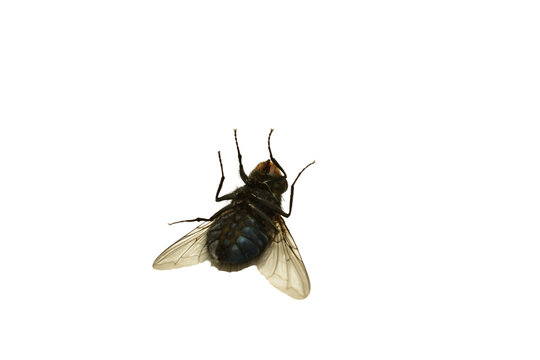 Macro shot of a dead fly, Fly isolated on PNG background. High quality photo