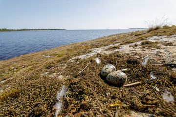 Two speckled bird eggs rest in a natural mossy nest on a rocky shore, overlooking calm coastal...