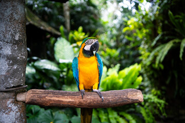 Colorful blue-and-yellow macaw perched on a wooden branch in a lush tropical jungle. Vibrant exotic bird in a natural rainforest environment. Concept of wildlife, biodiversity, and tropical travel.
