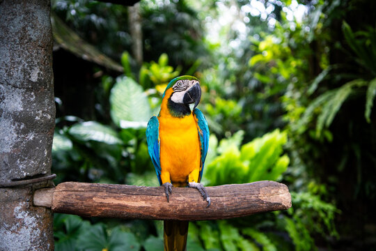 Colorful blue-and-yellow macaw perched on a wooden branch in a lush tropical jungle. Vibrant exotic bird in a natural rainforest environment. Concept of wildlife, biodiversity, and tropical travel.
 - Powered by Adobe