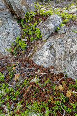 Natural forest ground covered in pine cones, weathered rocks, twigs, and sprouting green vegetation in a rugged woodland setting.