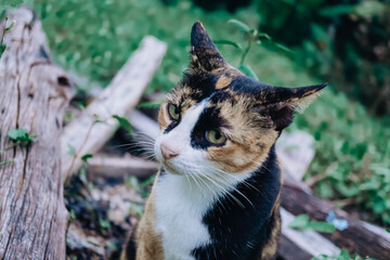 A calico cat  looking for something