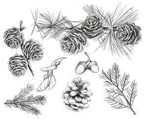 Pencil Sketch Forest Set &ndash; Pine Cones and Branches.The illustrations are inspired by botanical drawing traditions, with a focus on texture, fine lines, and natural forms