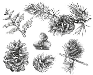 Pencil Sketch Forest Set &ndash; Pine Cones and Branches.The illustrations are inspired by botanical drawing traditions, with a focus on texture, fine lines, and natural forms