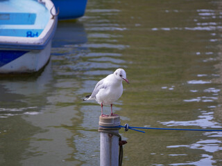 棒の上の立つ鳥