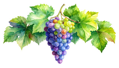 Grape watercolor illustration