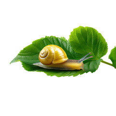 Golden Snail Crawling on Green Leaf isolated on a transparent background