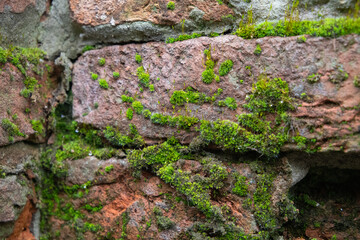 Old stone wall with moss growing. Background. Texture.