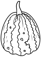 American Tondo Squash Vector Outline Line Art Drawing