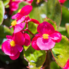 A red begonia found in an outdoor flower bed. Warm sunshine 