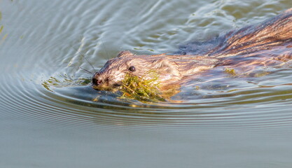 sea lion in the water