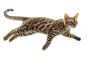 Full body Bengal cat leaps gracefully against a blurred city skyline during daytime, showcasing its agility and striking coat patterns