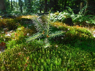 fern in the forest