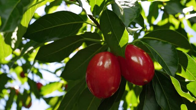 Exploring the vibrant fruits of the sapote tree in a sunny garden setting