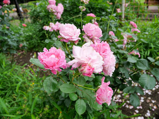 都内の公園のバラの数々