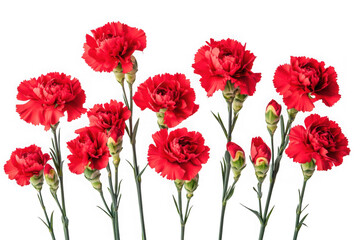 Obraz premium High-resolution red carnation flowers png, floral design element, botanical illustration, transparent background, isolated on transparent background