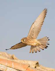 Female Lesser Kestrel in Flight