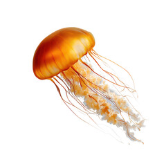 Orange Jellyfish on Black Background isolated on a transparent background 1