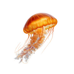 Orange Jellyfish on Black Background isolated on a transparent background