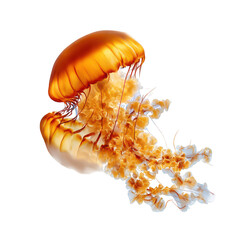 Orange Jellyfish Underwater isolated on a transparent background
