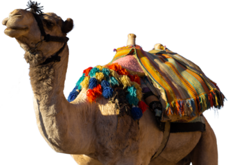 Dromedar camel in the background sands of hot desert, Egypt, Sinai