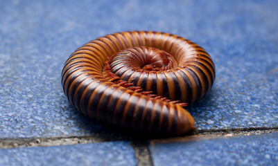 Beautifully colored millipedes roll their bodies on the smooth blue cement floor.