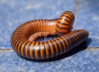 Beautifully colored millipedes roll their bodies on the smooth blue cement floor.