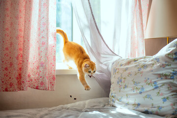 Cute ginger kitten jumps from sunny window to cozy bed with floral linens. Bright rustic bedroom...