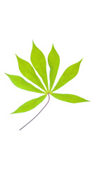 Fresh green cassava leaf isolated on transparent background
