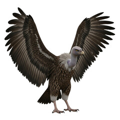 Obraz premium bald eagle in flight