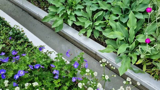 concrete gutter, irrigation channel, flower beds around smooth concrete wall with stream in the park in the yard of kindergarten. large leaves of hostas near the flowing water from a pump into pond