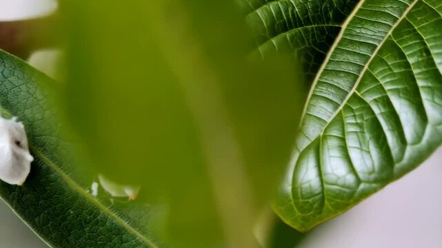 Close up of plant leaves infested with white scale insects and fluffy wax coatings, showing signs of damage