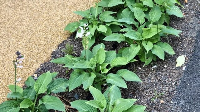 concrete gutter, irrigation channel, flower beds around smooth concrete wall with stream in the park in the yard of kindergarten. large leaves of hostas near the flowing water from a pump into pond