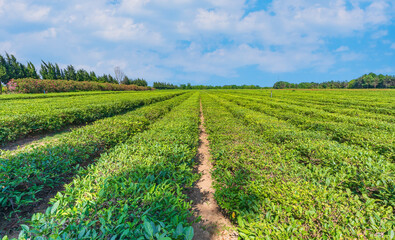 Tea plantations in the city of Lankaran