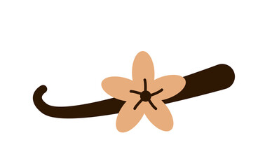 Vanilla flower with brown vanilla bean pod on white background. Flat vector illustration. Aromatic plant and natural flavoring concept.