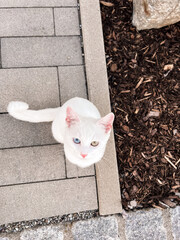 Mesmerizing Gaze — White Cat with Blue and Green Eyes Looking Up