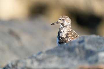 Vuelvepiedras, Turnstone
