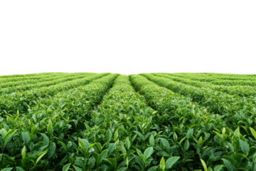 Green tea plantation stretches across a serene landscape with lush rows of healthy tea plants on sunny day