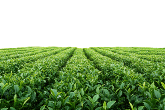 Green tea plantation stretches across a serene landscape with lush rows of healthy tea plants on sunny day
