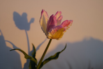 Sunset Glow — White Rosa Tulip Bathed in Warm Evening Light