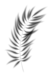 Fototapeta premium Palm leaf overlay shadow. Transparent shade of tropical tree from window. Silhouette of branch. Realistic floral blurred reflection