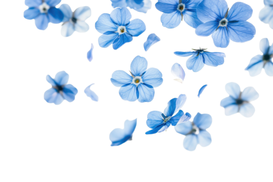 Delicate blue flower petals of Blue Flower Forget Me Not cascading softly against a white background, showcasing their charming color and intricate details in springtime splendor