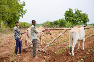 indian farmer working with bull in the field