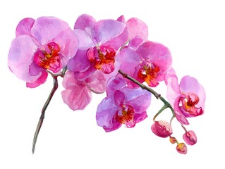 Obraz premium Pink moth orchid (Phalaenopsis) flower on a twig. Isolated on white background. Watercolor painting.