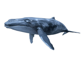 Fototapeta premium Blue whale, Balaenoptera musculus, Balaenopteridae, B. m. brevicauda, Balaenoptera, Chordata 