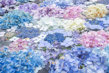 水面に浮かぶカラフルな紫陽花。あじさいうかべ
