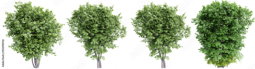 Poster green maple trees isolated on transparent background.3d rendering