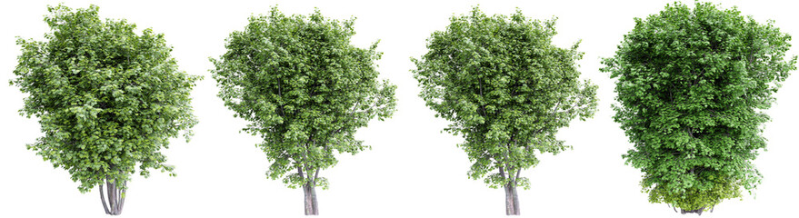 Green maple trees isolated on transparent background.3d rendering