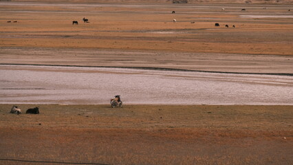At Kashgar's Jin Caitan in southern Xinjiang, China,a motorcyclist rides by the water. Grazing livestock and vast plains create a tranquil pastoral scene.